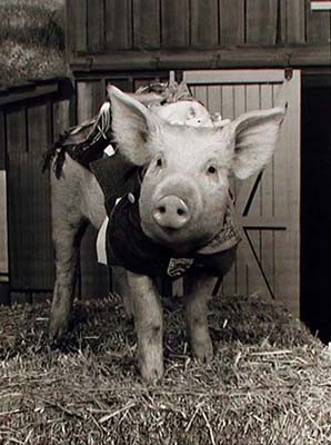 Everyone's favorite pig, Arnold